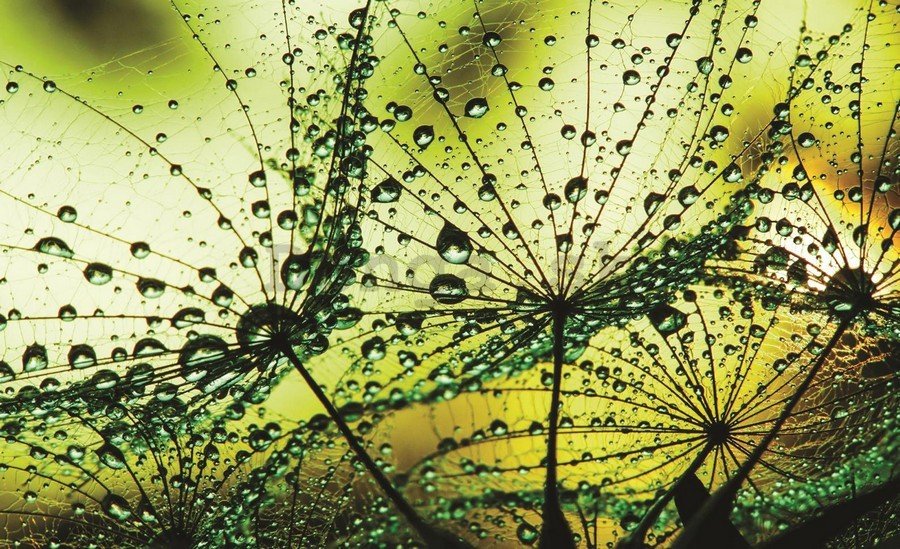 Fototapeta vliesová: Kvapky dažďa (2) - 104x152,5 cm