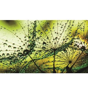 Fototapeta vliesová: Kvapky dažďa (2) - 104x152,5 cm