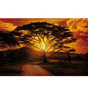 Fototapeta vliesová: Africký západ slnka - 254x368 cm