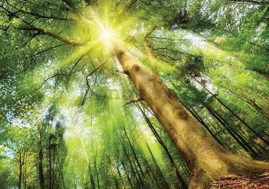 Fototapeta vliesová: Slnko v lese (1) - 104x152,5 cm