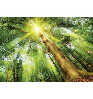 Fototapeta vliesová: Slnko v lese (1) - 104x152,5 cm