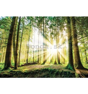 Fototapeta vliesová: Slnko v lese (2) - 184x254 cm