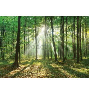 Fototapeta vliesová: Slnko v lese (3) - 104x152,5 cm