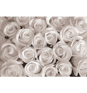 Fototapeta vliesová: Biela ruža - 254x368 cm