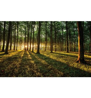 Fototapeta vliesová: Západ slnka v lese - 254x368 cm