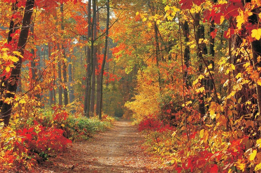 Fototapeta vliesová: Jesenný les - 184x254 cm