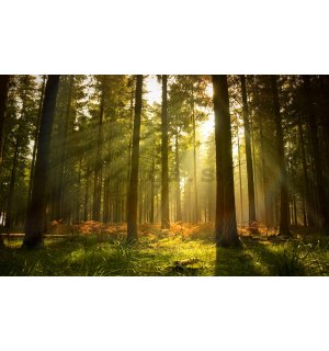 Fototapeta vliesová: Východ slnka v lese - 184x254 cm