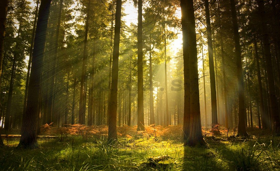 Fototapeta vliesová: Východ slnka v lese - 254x368 cm