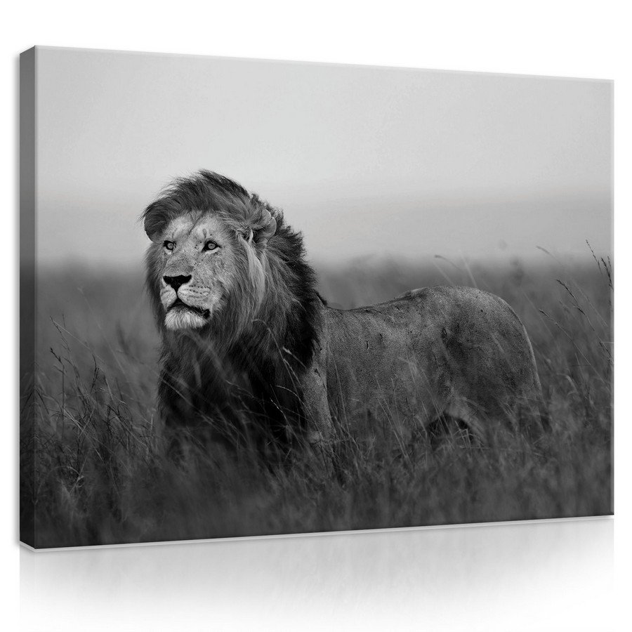 Obraz na plátne: Lev (čiernobiely) - 75x100 cm