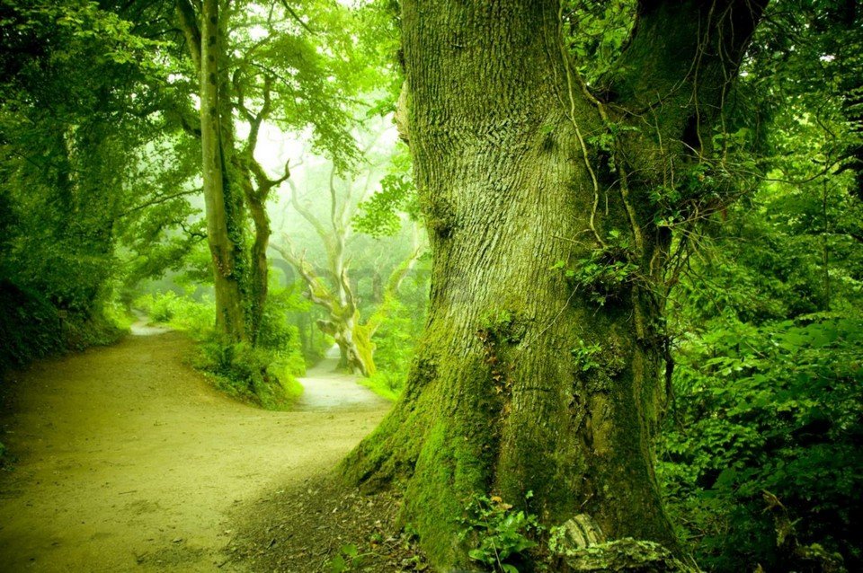 Fototapeta vliesová: Kúzelný les - 254x368 cm