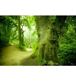 Fototapeta vliesová: Kúzelný les - 254x368 cm