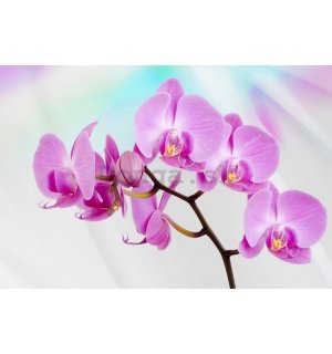 Fototapeta vliesová: Fialová Orchidea - 184x254 cm
