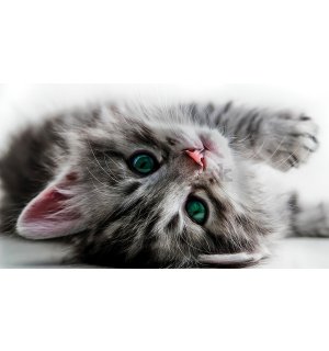 Fototapeta vliesová: Mačka - 184x254 cm