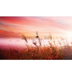 Fototapeta vliesová: Lúka (západ slnka) - 184x254 cm