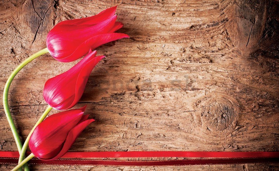 Fototapeta vliesová: Červené tulipány (2) - 184x254 cm