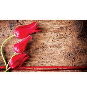 Fototapeta vliesová: Červené tulipány (2) - 254x368 cm