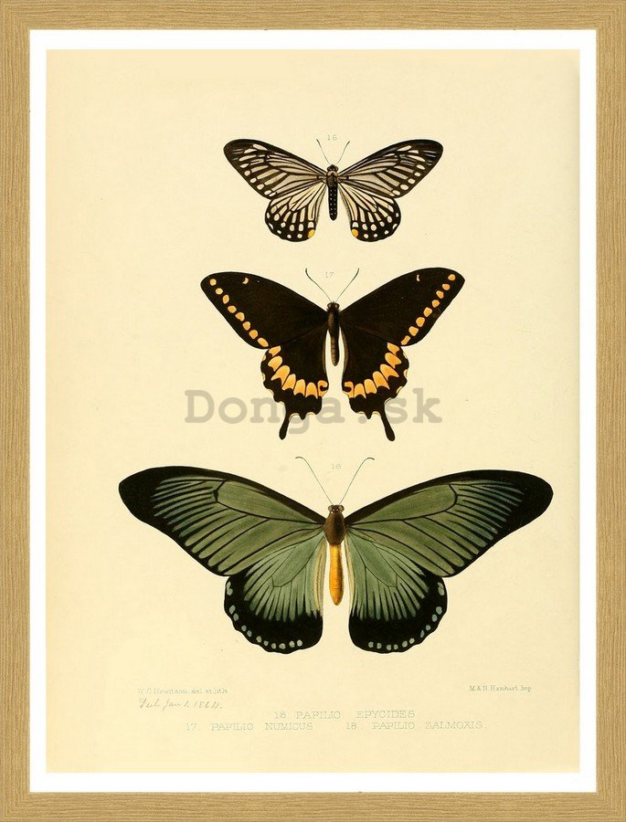 Rámovaný obraz - Motýle