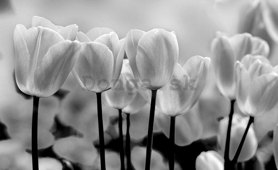 Fototapeta vliesová: Biele a Čierne Tulipány - 184x254 cm