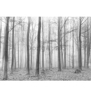 Fototapeta vliesová: Hmla v lese (2) - 254x368 cm