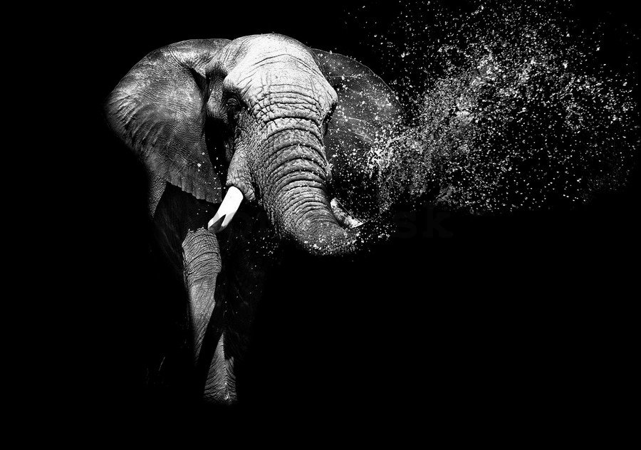 Fototapeta vliesová: Čiernobiely slon - 184x254 cm
