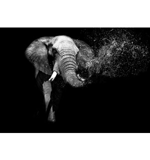 Fototapeta vliesová: Čiernobiely slon - 184x254 cm