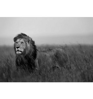 Fototapeta vliesová: Lev (čiernobiely) - 184x254 cm