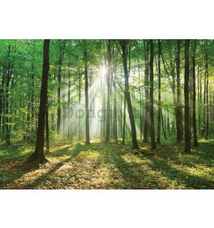 Fototapeta vliesová: Slnko v lese (3) - 254x368 cm
