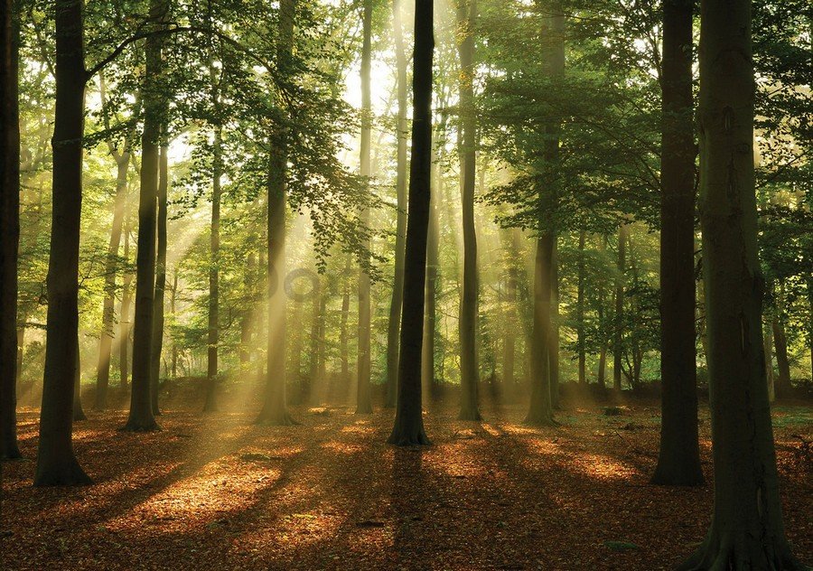 Fototapeta vliesová: Slnko v lese (4) - 184x254 cm