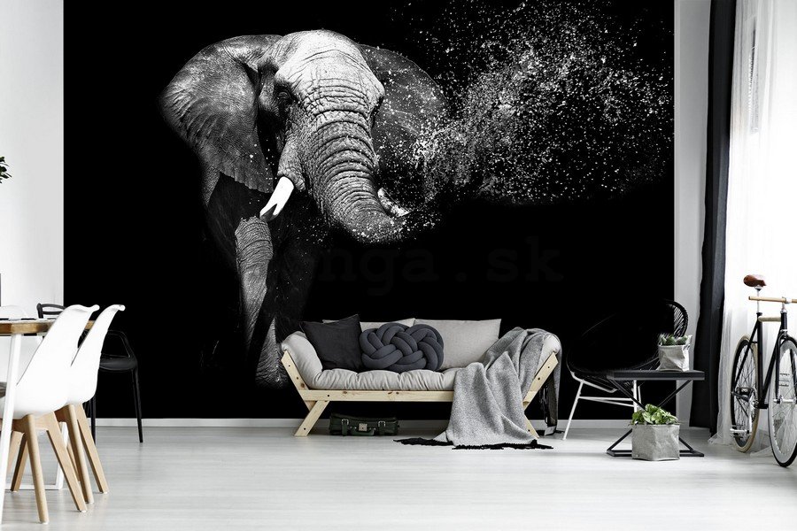 Fototapeta vliesová: Čiernobiely slon - 254x368 cm