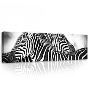 Obraz na plátne: Zebra (1) - 145x45 cm