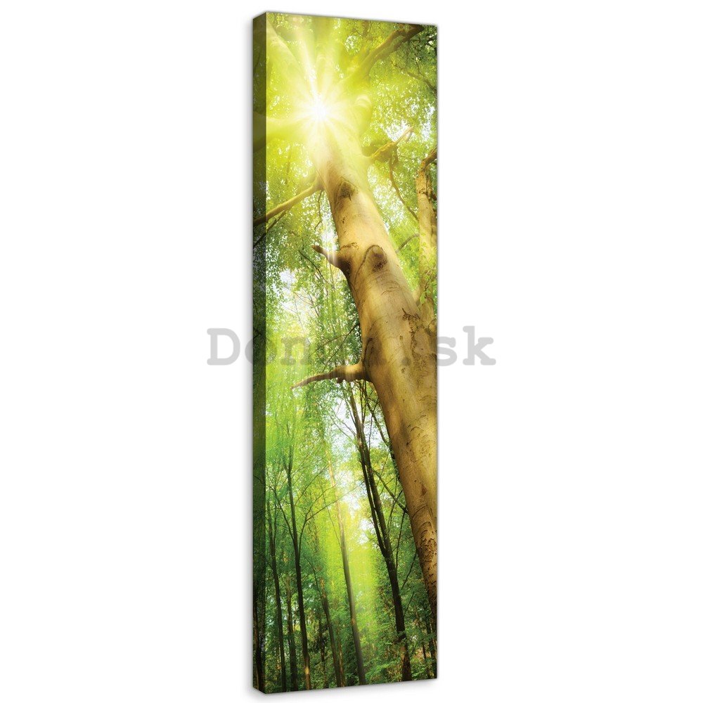 Obraz na plátne: Slnko v lese (1) - 145x45 cm