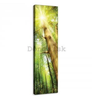 Obraz na plátne: Slnko v lese (1) - 145x45 cm
