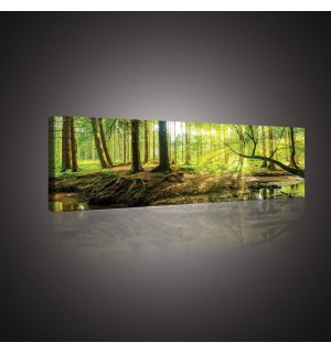 Obraz na plátne: Lužný les - 145x45 cm