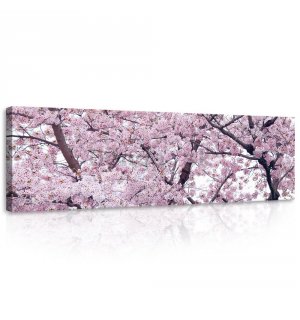 Obraz na plátne: Kvitnúce čerešňa (1) - 145x45 cm