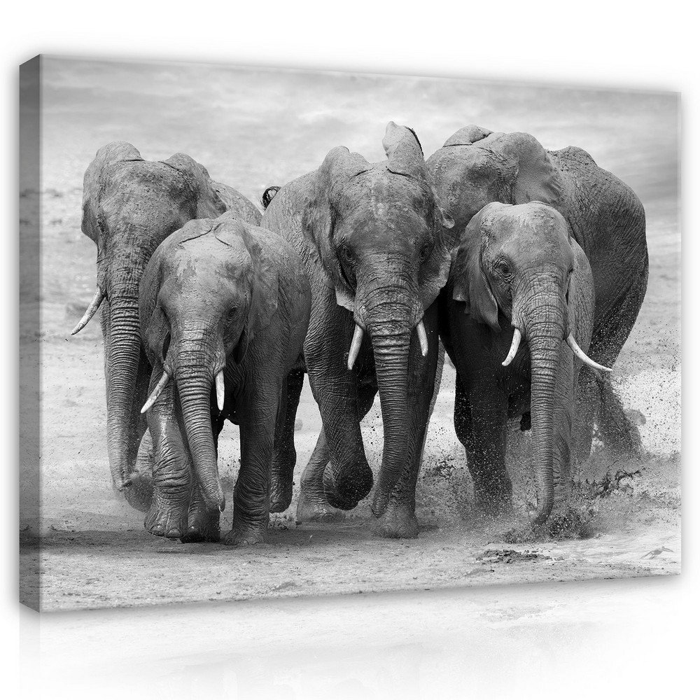 Obraz na plátne: Slony - 75x100 cm