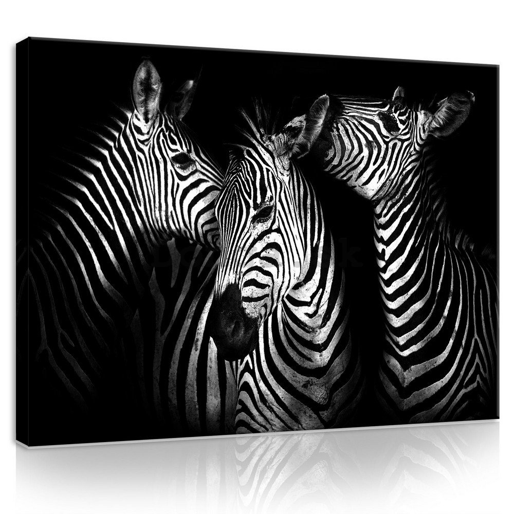 Obraz na plátne: Zebry (4) - 75x100 cm