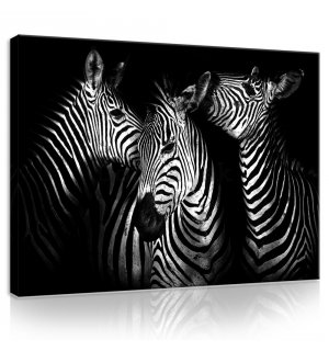 Obraz na plátne: Zebry (4) - 75x100 cm