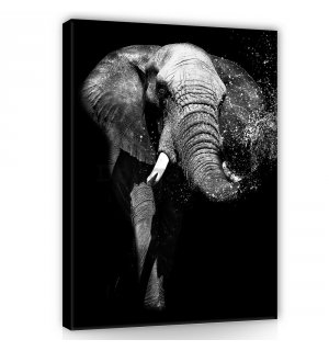 Obraz na plátne: Čiernobiely slon - 100x75 cm