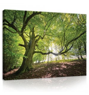 Obraz na plátne: Slnko v lese (5) - 75x100 cm