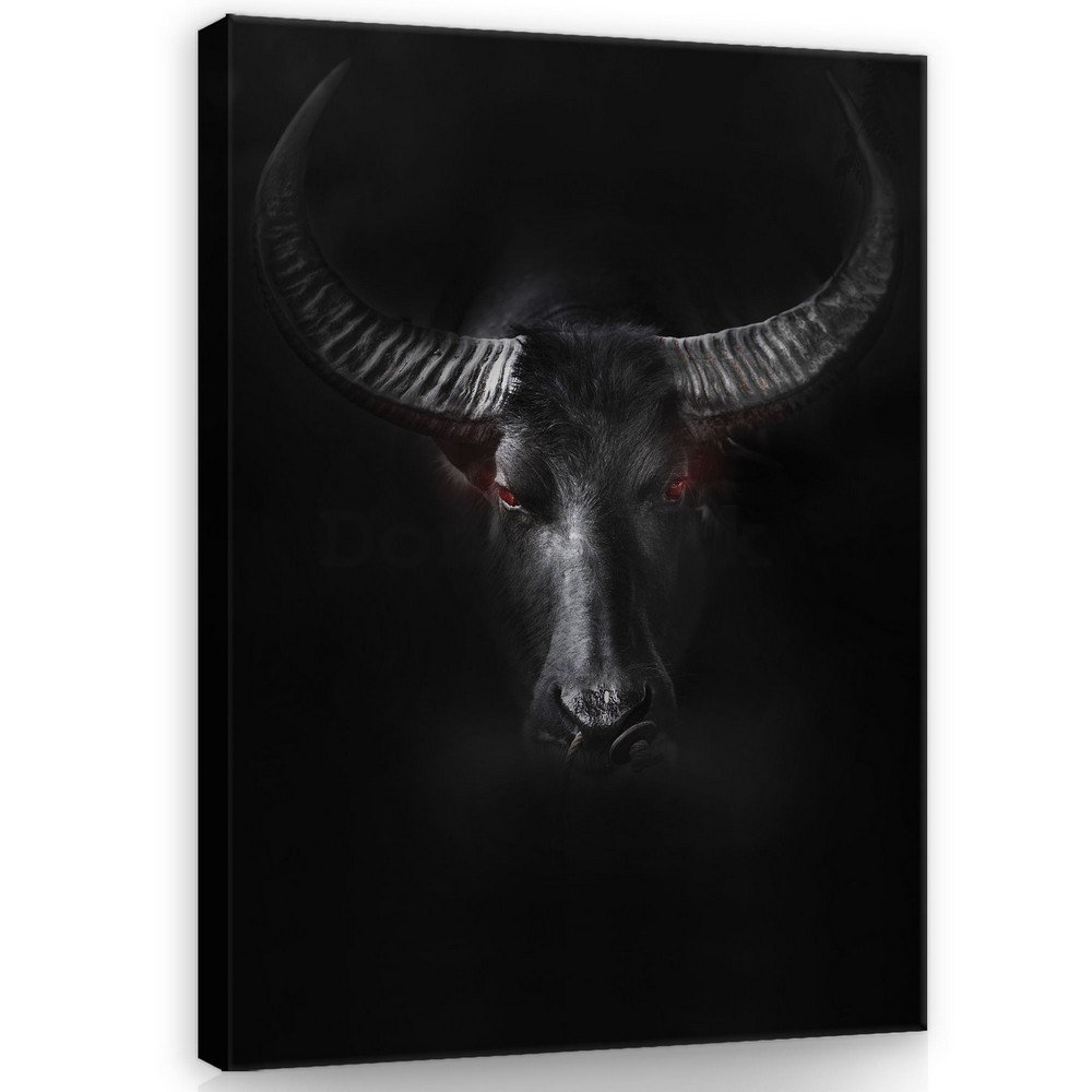 Obraz na plátne: Čierny býk - 100x75 cm