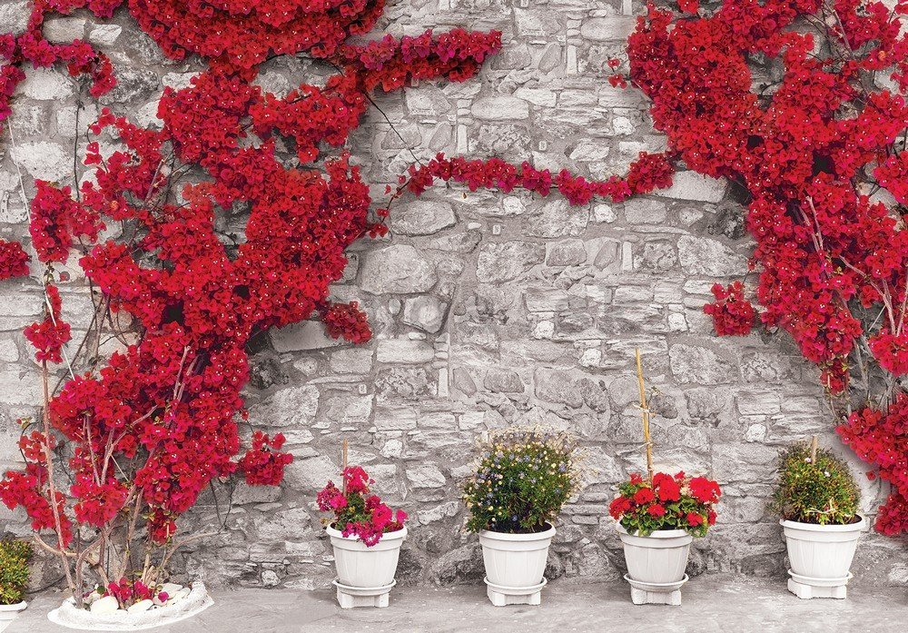 Fototapeta vliesová: Červená kvetinová múr - 184x254 cm