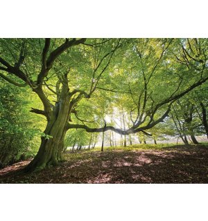 Fototapeta vliesová: Slnko v lese (5) - 254x368 cm
