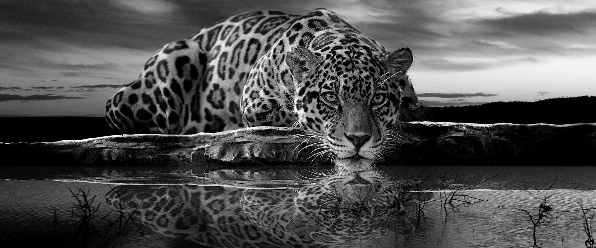 Fototapeta: Jaguar (čiernobiely) - 104x250 cm