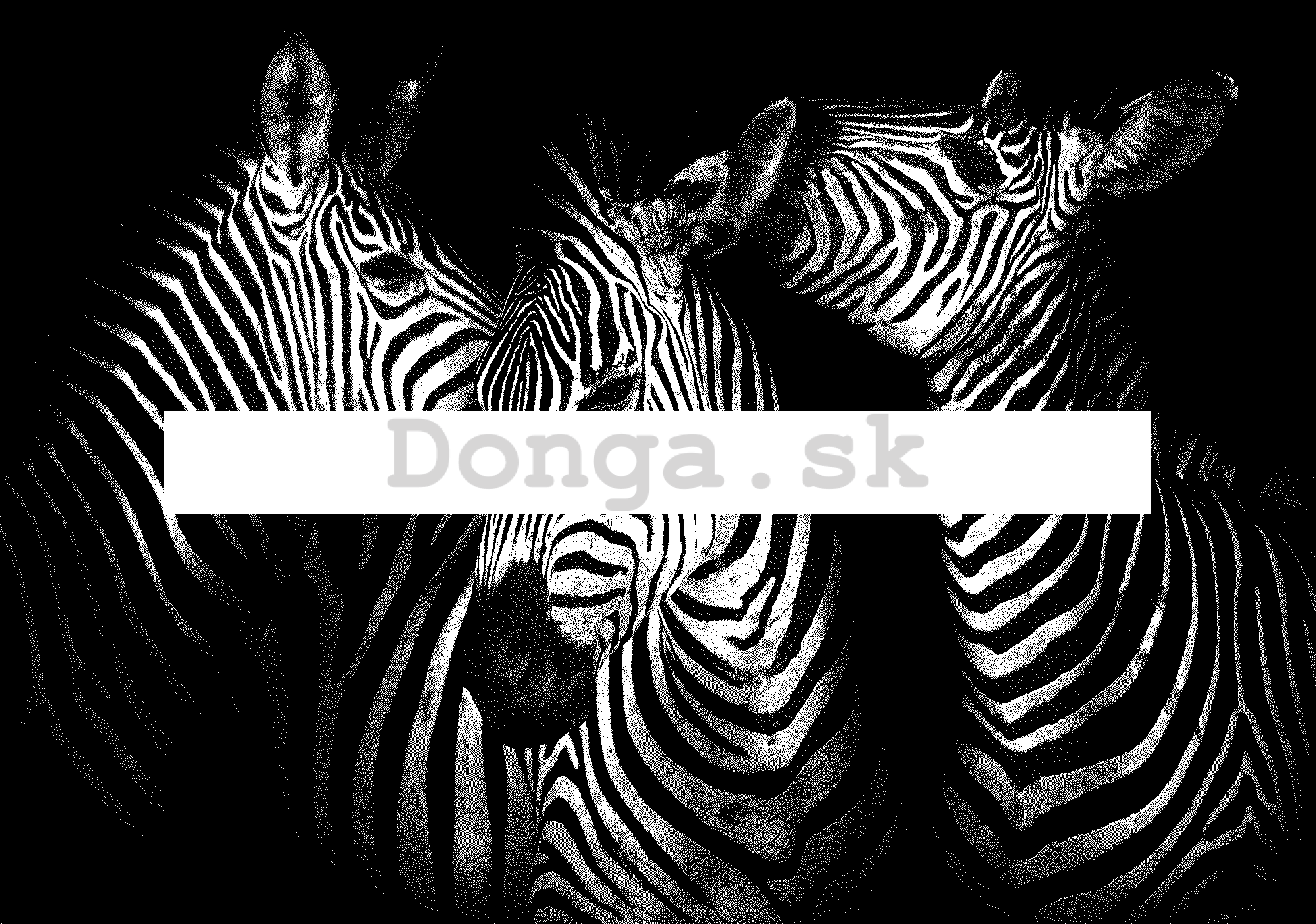 Fototapeta vliesová: Zebry (4) - 254x368 cm