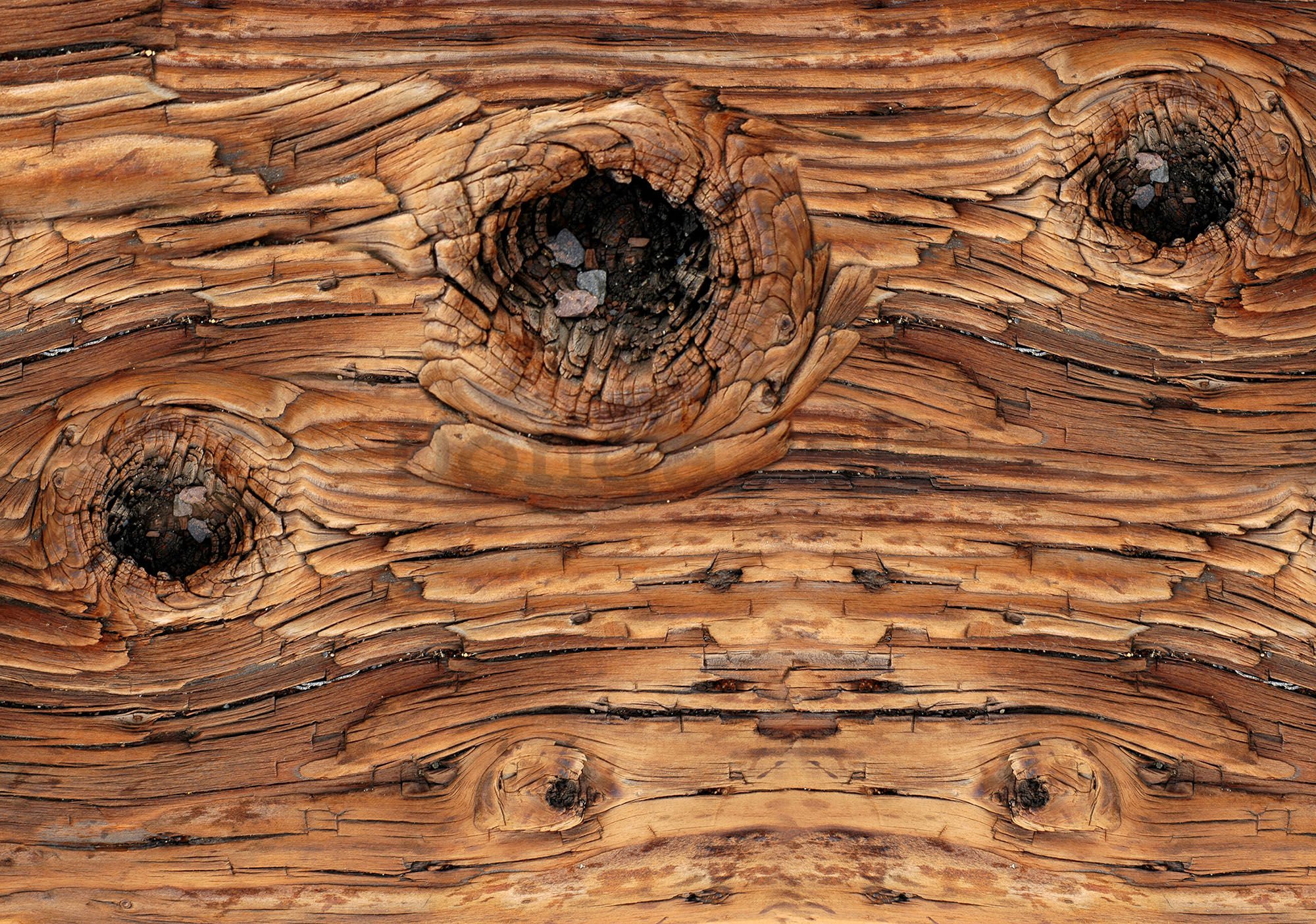 Fototapeta vliesová: Drevo (1) - 184x254 cm