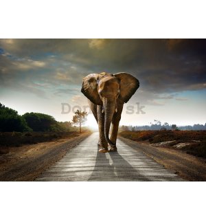 Fototapeta vliesová: Slon (4) - 184x254 cm