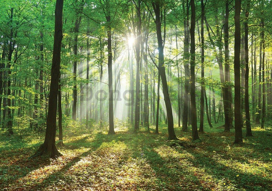 Fototapeta vliesová: Slnko v lese (3) - 184x254 cm