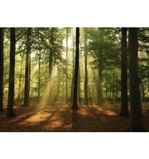 Fototapeta vliesová: Slnko v lese (4) - 254x368 cm