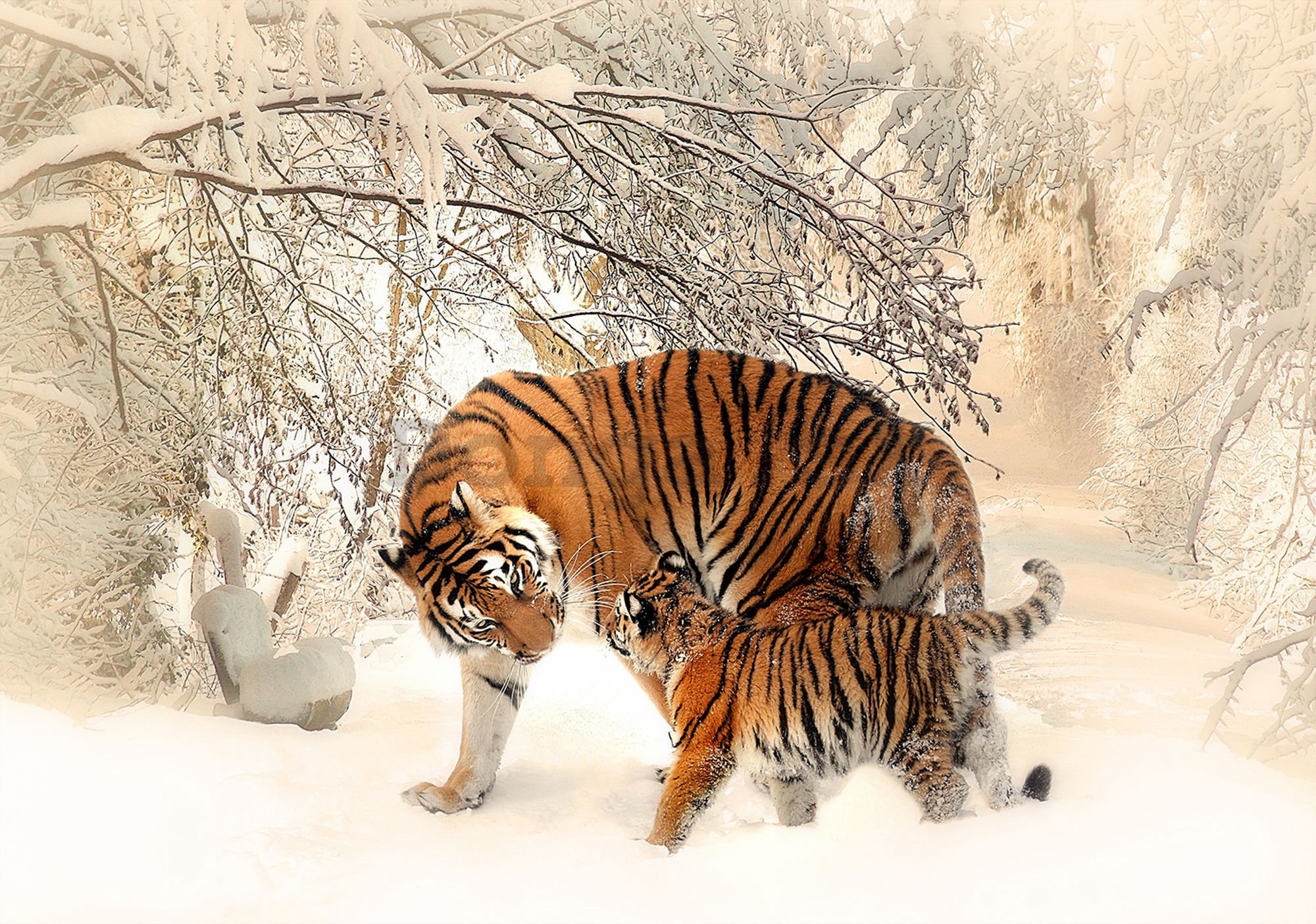 Fototapeta vliesová: Tigre (1) - 254x368 cm