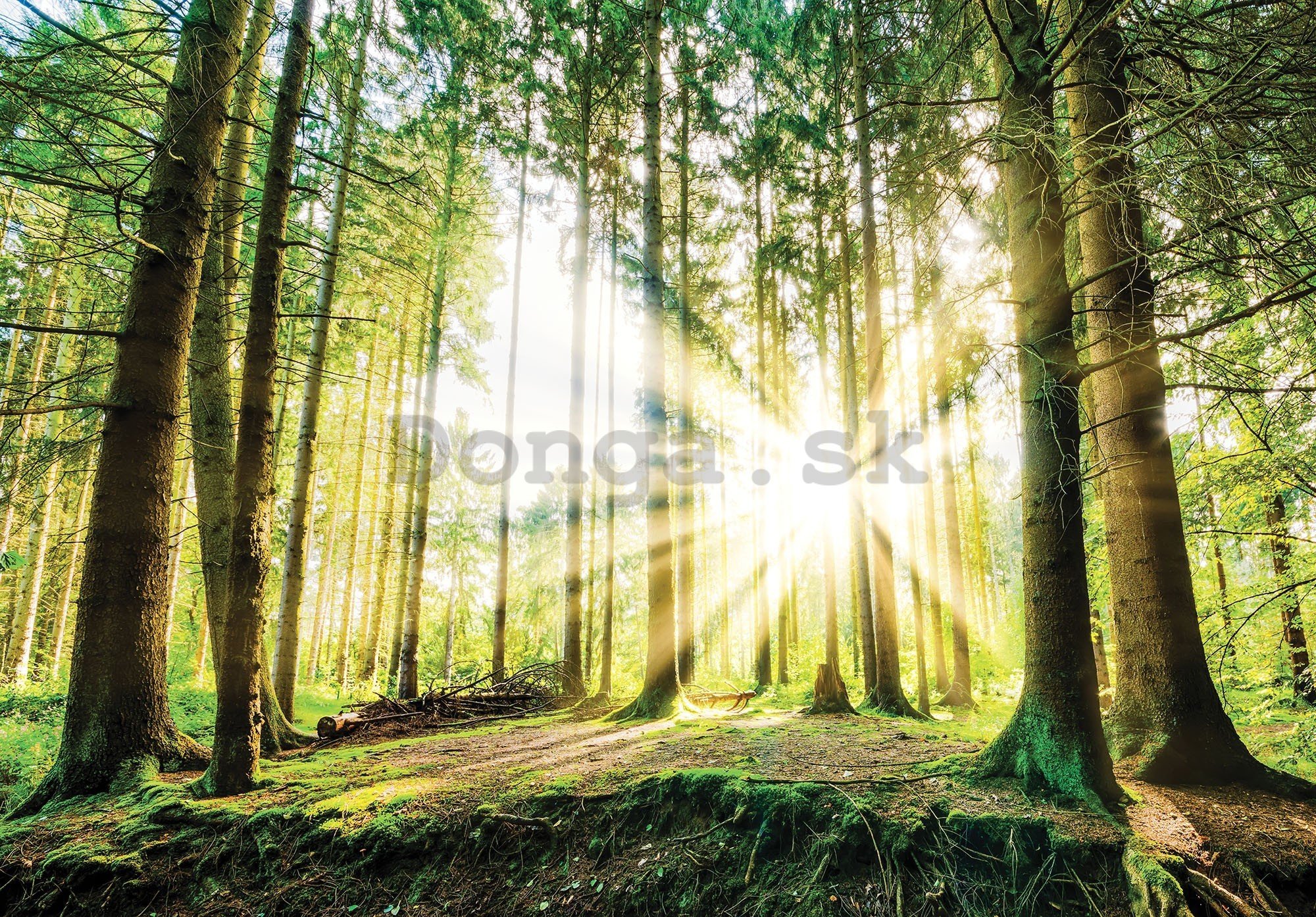 Fototapeta vliesová: Slnko v lese (2) - 416x254 cm